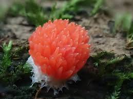 Attēlu rezultāti vaicājumam “Tubifera montana macro”