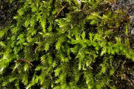 Attēlu rezultāti vaicājumam “Antitrichia curtipendula macro”