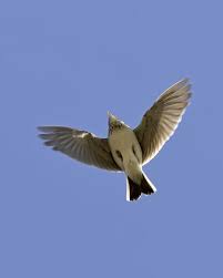 Attēlu rezultāti vaicājumam “Alauda arvensis adult”