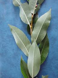 Attēlu rezultāti vaicājumam “Salix pentandra leaf”