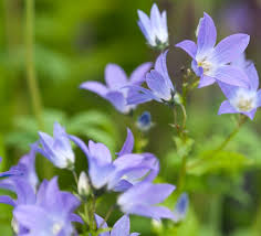 Image result for Campanula strigosa