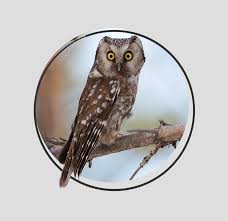 Image result for Aegolius funereus