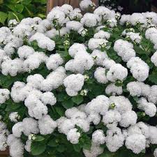 Image result for Ageratum mexicanum