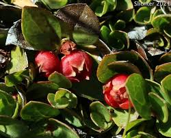 Attēlu rezultāti vaicājumam “Trichophorum alpinum fruit”
