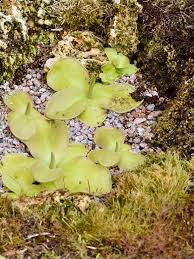 Attēlu rezultāti vaicājumam “Lentibulariaceae”