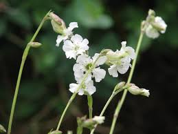 Attēlu rezultāti vaicājumam “Silene nutans flower”