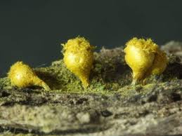 Attēlu rezultāti vaicājumam “Trichia erecta spores”