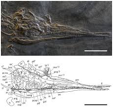 Image result for Basildon I.S.H.C.