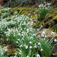 Attēlu rezultāti vaicājumam “Galanthus nivalis flower”