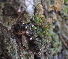 Attēlu rezultāti vaicājumam “Physarum bryocorticola macro”