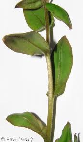 Attēlu rezultāti vaicājumam “Pulmonaria obscura leaf”