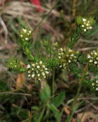 Attēlu rezultāti vaicājumam “Saxifraga tridactylites leaf”