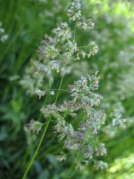 Attēlu rezultāti vaicājumam “Poa angustifolia”