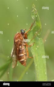 Attēlu rezultāti vaicājumam “Cribraria ferruginea”