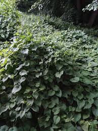 Attēlu rezultāti vaicājumam “Thladiantha dubia leaf”