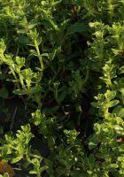 Attēlu rezultāti vaicājumam “Honckenya peploides leaf”