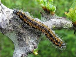 Attēlu rezultāti vaicājumam “Aporia crataegi larva”