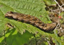 Attēlu rezultāti vaicājumam “Thyatira batis”