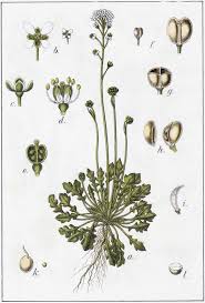 Attēlu rezultāti vaicājumam “Teesdalia nudicaulis”