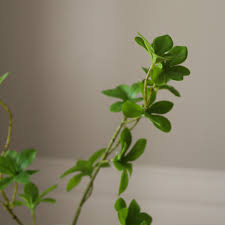 Attēlu rezultāti vaicājumam “Enkianthus chinensis leaf”