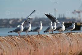Attēlu rezultāti vaicājumam “Larus ridibundus”