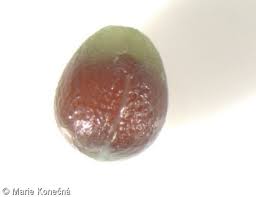 Attēlu rezultāti vaicājumam “Mercurialis perennis fruit”