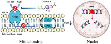 Attēlu rezultāti vaicājumam “Diderma radiatum plasmodium”
