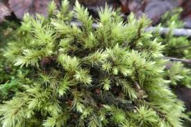 Attēlu rezultāti vaicājumam “Acrocarpous mosses”