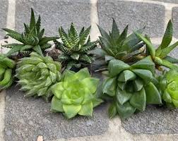 Image result for Haworthia mix