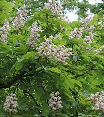 Attēlu rezultāti vaicājumam “Aesculus hippocastanum”