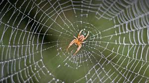Image result for spider