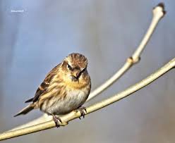 Attēlu rezultāti vaicājumam “Carduelis spinus female”