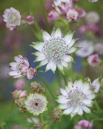 Attēlu rezultāti vaicājumam “Astrantia major flower”