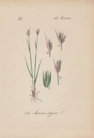 Attēlu rezultāti vaicājumam “Juncus stygius”