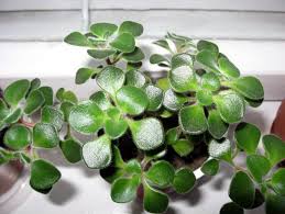 Image result for Aichryson