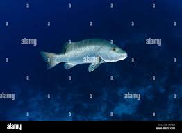 Image result for Lutjanus cyanopterus