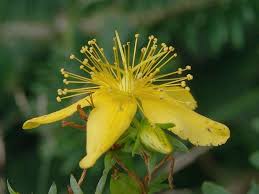 Attēlu rezultāti vaicājumam “Hypericum perforatum bud”