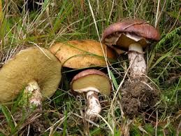 Attēlu rezultāti vaicājumam “Suillus luteus”