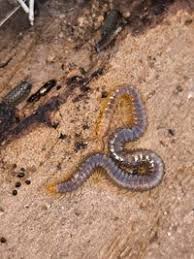 Attēlu rezultāti vaicājumam “Geophilidae”