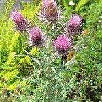 Image result for Ptilostemon afer