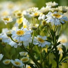 Image result for Tanacetum parthenium 'Tetraweiss'