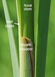 Attēlu rezultāti vaicājumam “Typha latifolia leaf”