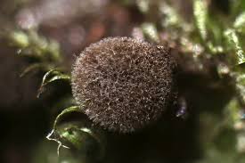 Attēlu rezultāti vaicājumam “Lamproderma pulchellum macro”