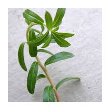 Attēlu rezultāti vaicājumam “Salix myrtilloides leaf”