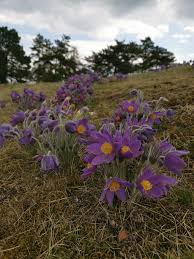 Attēlu rezultāti vaicājumam “Diderma tigrinum young”