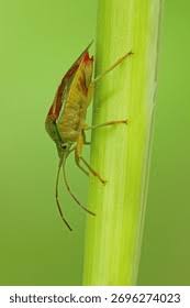 Attēlu rezultāti vaicājumam “Elasmostethus interstinctus imago”