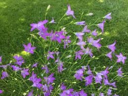 Image result for Campanula patula