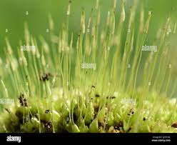 Attēlu rezultāti vaicājumam “Dicranum undulatum”