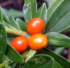 Attēlu rezultāti vaicājumam “Daphne mezereum fruit”