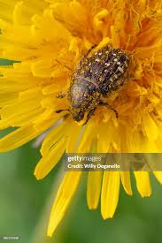 Attēlu rezultāti vaicājumam “Oxythyrea funesta”